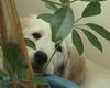 Golden Retriever Foto: ich mag Blumen (ID 18942) Golden Retriever Hund