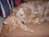 Golden Retriever Foto: Welcher ist nun echt? (ID 1342) Golden Retriever Hund
