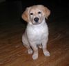Golden Retriever Foto: Moses (ID 1343) Golden Retriever Hund