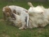 Golden Retriever Foto: Bendix und Ivan spielen (ID 14359) Golden Retriever Hund