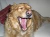 Golden Retriever Foto: Unser kleiner Faulpelz ist mal wieder müde (ID 11322) Golden Retriever Hund