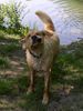 Golden Retriever Foto: Wieder ein Taucher weniger ;-) (ID 11416) Golden Retriever Hund