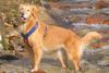 Golden Retriever Foto: Nana Bach St. Pongau 2005 (ID 26602) Golden Retriever Hund