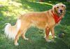 Golden Retriever Foto: Nana (ID 21572) Golden Retriever Hund