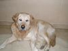 Golden Retriever Foto (ID 10924) Golden Retriever Hund