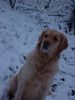 Golden Retriever Foto: Mura (ID 9519) Golden Retriever Hund