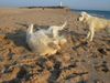Golden Retriever Foto: Iker (li) und Nico (re) vor Kap Trafalgar (ID 5993) Golden Retriever Hund