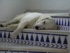 Golden Retriever Foto: Mein Schatz hält Siesta (ID 5907) Golden Retriever Hund