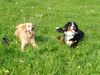 Golden Retriever Foto: Buddy (li.) + Eddi (ID 18035) Golden Retriever Hund