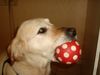 Golden Retriever Foto: Ball :-) (ID 11681) Golden Retriever Hund