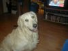 Golden Retriever Foto: Hugo (ID 7295) Golden Retriever Hund