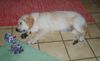Golden Retriever Foto: Calypso muede vom rumtoben (ID 40207) Golden Retriever Hund