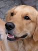 Golden Retriever Foto: SAM (ID 8702) Golden Retriever Hund
