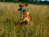 Golden Retriever Foto: Milo bei der Arbeit (ID 36292) Golden Retriever Hund