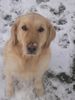 Golden Retriever Foto: Luna im Januar 2007 (ID 37176) Golden Retriever Hund
