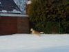 Golden Retriever Foto: Jippi (ID 30029) Golden Retriever Hund