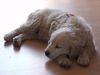 Golden Retriever Foto: Wilma mit 12 Wochen (ID 3192) Golden Retriever Hund