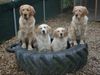 Golden Retriever Foto: Paya Atos Aika Dunja of Goldenlove (ID 8499) Golden Retriever Hund