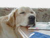 Golden Retriever Foto: Ach wie anstrengend (ID 30023) Golden Retriever Hund