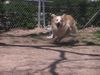 Golden Retriever Foto: achtung ... ich komme (ID 21136) Golden Retriever Hund