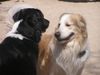 Golden Retriever Foto: bekomme ich ein bussi ? (ID 21138) Golden Retriever Hund