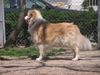 Golden Retriever Foto: teddy (ID 21137) Golden Retriever Hund