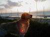 Golden Retriever Foto: Wo bleibt denn meine Süße ???? (ID 30024) Golden Retriever Hund