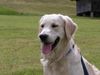 Golden Retriever Foto: Merlin (ID 18894) Golden Retriever Hund