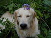 Golden Retriever Foto: Frohe Weihnachten :-)) (ID 30021) Golden Retriever Hund