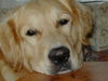 Golden Retriever Foto (ID 30031) Golden Retriever Hund