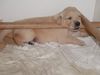 Golden Retriever Foto: Mittagsschlaf (ID 16633) Golden Retriever Hund