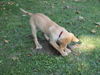 Golden Retriever Hund