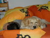Golden Retriever Foto: Gute Nacht (ID 30032) Golden Retriever Hund