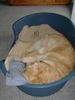 Golden Retriever Foto: guck guck. Wo bin ich denn? (ID 30027) Golden Retriever Hund