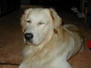 Golden Retriever Foto: China-Wochen bei McDo... (ID 30022) Golden Retriever Hund