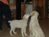 Golden Retriever Foto: Gib mir eindlich einen Kuß !!!! (ID 30034) Golden Retriever Hund
