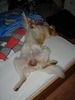 Golden Retriever Foto: wie entspannend... (ID 30025) Golden Retriever Hund