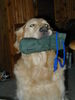 Golden Retriever Foto (ID 30033) Golden Retriever Hund