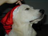 Golden Retriever Foto: Frohe Weihnachten :-)) (ID 30020) Golden Retriever Hund