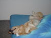 Golden Retriever Foto: Benny im Wellness Urlaub (ID 30028) Golden Retriever Hund