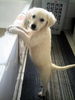 Golden Retriever Foto: Meine Laíka 8Wochen (ID 33775) Golden Retriever Hund