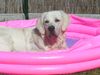 Golden Retriever Foto: mein eigener pool (ID 13754) Golden Retriever Hund