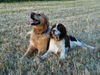 Golden Retriever Foto: Charly und seine Springer-Freundin Aica (ID 25124) Golden Retriever Hund