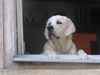Golden Retriever Foto: ich hab den überblick (ID 13756) Golden Retriever Hund