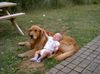 Golden Retriever Hund