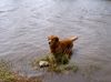 Golden Retriever Foto: Benny of Dogville (ID 4187) Golden Retriever Hund
