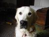 Golden Retriever Foto: schau mir in die augen kleines (ID 19857) Golden Retriever Hund