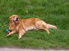 Golden Retriever Foto: das ist unser Benny of Dogville, 4.5 Jahre (ID 4105) Golden Retriever Hund