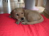 Golden Retriever Foto: Bruno, 9 Wochen (ID 28689) Golden Retriever Hund