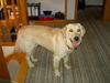 Golden Retriever Foto: Luna im Juli 2004 (ID 37248) Golden Retriever Hund